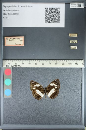 Media type: image;   Entomology 161697